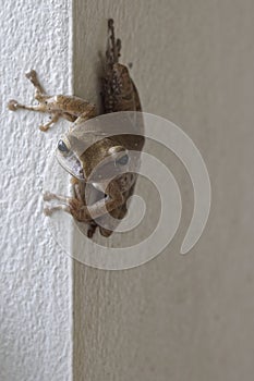 A tree frog on the wall