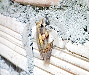 Tree frog on wall