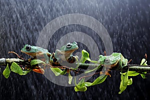Tree frog, Wallace`s flying frog on a branch
