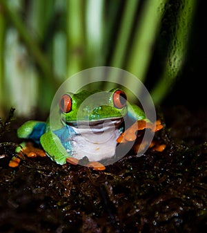 Tree frog waving