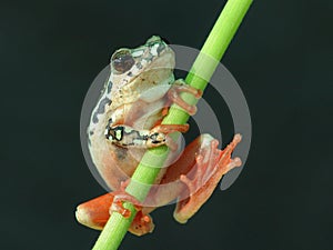 Tree frog with webbed feet