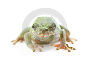 Tree Frog on White