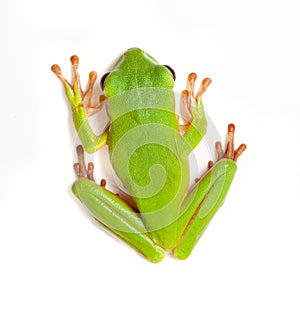 Tree frog on white background