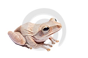 Tree frog