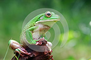 Tree frog, white lipped on green wood