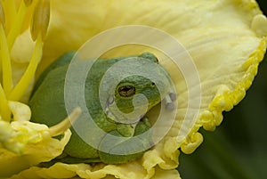 Tree frog on a yellow daylily