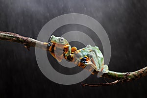 Tree frogs, animal, Wallace`s flying frog on a branch