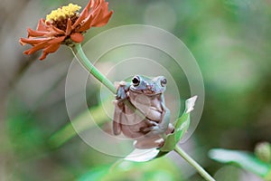 Tree frogs, australian tree frogs, dumpy frogs on flowers photo