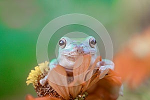 Tree frogs, australian tree frogs, dumpy frogs on flowers