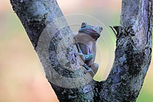 Tree frogs, australian tree frogs, dumpy frogs on flowers