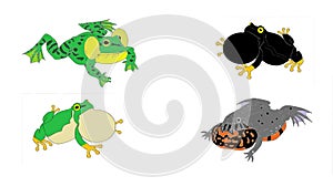 Tree frogs, lake frog and a toad singing, colored animation