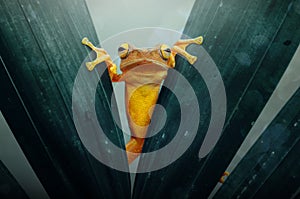 Tree frogs are peering behind the leaf