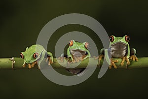 Tree frogs in a row photo