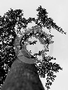 A tree from frogview black and white