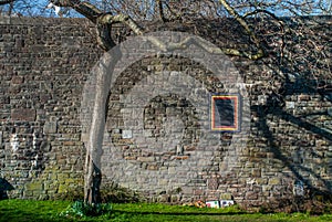 The tree in front of the ancient stone wall