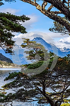 Tree in front of the Beagle channel at Terra Del Fuego National