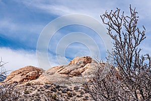 Tree in front of beige rocks, Red Rock Canyon, Nevada, USA