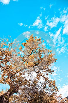Tree in front of the blue sky.