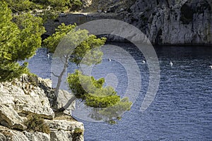 Tree in front of blue turquoise water of calanque national park, south france