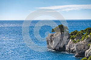 Tree in front of blue turquoise water of calanque national park, south france