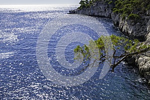 Tree in front of blue turquoise water of calanque national park, south france