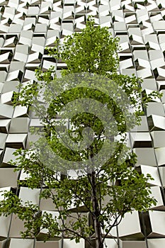 A tree in front of a car park in the shape of a cheesegrater in Sheffield, United Kingdom