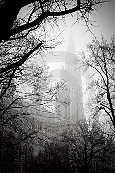 Tree in front of the city hall building