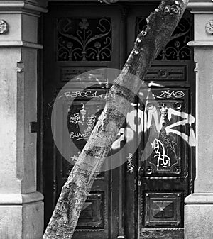 The tree in front of the door series nÂº 3