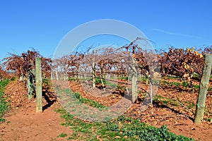 Dormant grape vines in the winter months photo