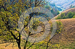 Tree in front of hills covered with dry yellow grass at sunny autumn afternoon