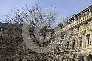 Tree in front of Historic Paris building