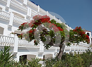 Tree in front of the hotel