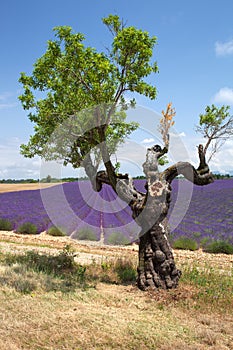 Tree in front of lavender field, Provence, France.