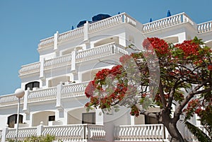 Tree in front of luxury hotel