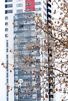 Tree in front of a modern house