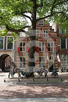 Tree in front of a monumental building