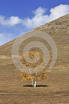 Tree in front of a mountain, Inner Mongolia, China