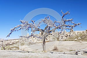 The tree in front of mountains of Capadocia. photo