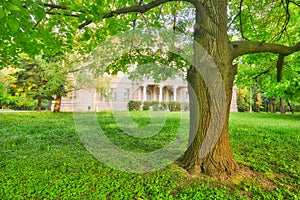 Tree in the front of neo classicist manor house in the park in Nova Ves nad Zitavou village