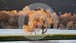 Tree in front of the RhÃ´ne in autumn