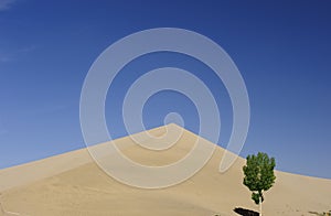 Tree in front of sand dunes