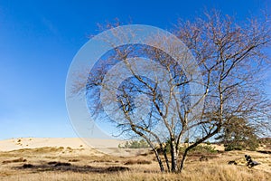 Tree in front of the sand dunes of the Drents Friese Wold national park