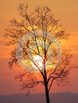 Tree in front of setting sun