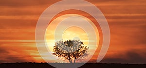 A tree in front of the sun, perfect harmony of a tree and the sun during sunset