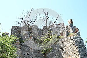 Tree in front of wall of Castle Devicky on Palava