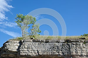 Tree at the frontline of a limestone cliff