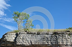 Tree at the frontline of a limestone cliff photo
