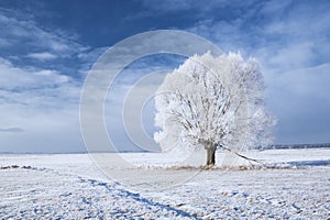 Un albero gelo 