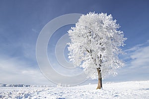 Tree in frost