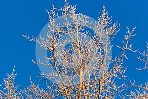 Tree With Frost